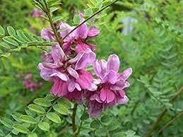 Indigofera Tinctoria: Graines Paquet da 100