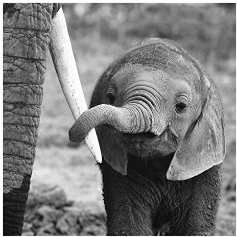 Bilderwelten Glasbild Wandbild Glas Kunstdruck Elefantenbaby 30 cm x 30 cm