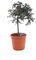 pianta di limone caviale frutto verde albero nano di limone caviale frutto verde pianta nana 4 anni di età pianta vera venduta da eGarden.store