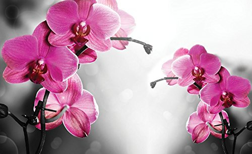 Forwall - Vlies Fototapete Blumen Rosa Rosen Orchidee Blume Natur 104x70,5 cm - Fototapeten - Tapeten - für Wohnzimmer Schlafzimmer - Vliestapete Wandtapete Tapete 3D Effekt- inkl. Kleister