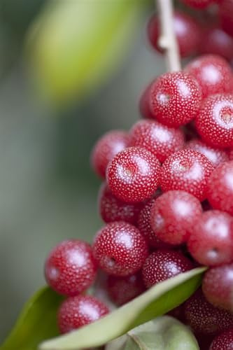 Goumi 100-125 cm Topf Elaeagnus multiflora Sichtschutz winterhart duftend | Silbrig schimmerndes Laub, duftende weiße Blüten Mai-Juni, essbare säuerliche Beeren, sonnig bis halbschattig
