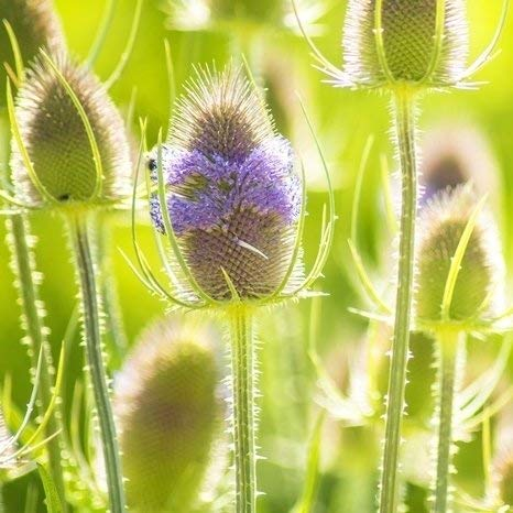 Wilde Karde - Dipsacus Platterbse-Samen
