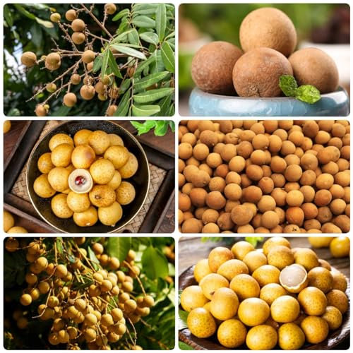 30 Pcs Dimocarpus Samen, Longan Samen Winterharte Pflanzen Für Garten, Samen Alte Sorten (Dimocarpus Longan) Bäume Garten Winterhart, Obstbaum Früchte Topfpflanzen Draußen Winterhart