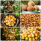 30 Pcs Dimocarpus Samen, Longan Samen Winterharte Pflanzen Für Garten, Samen Alte Sorten (Dimocarpus Longan) Bäume Garten Winterhart, Obstbaum Früchte Topfpflanzen Draußen Winterhart