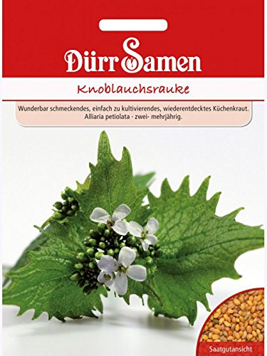 Knoblauchsrauke, Knoblauchrauke, Knoblauchskraut, Knoblauchhederich, Alliaria petiolata, ca. 100 Samen