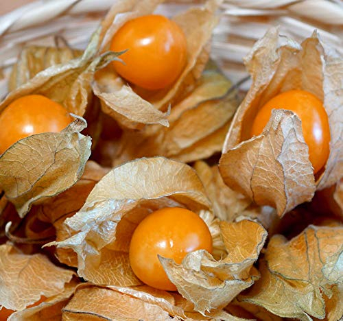 Andenbeere - Physalis peruviana - Goldenberry - 200 Samen