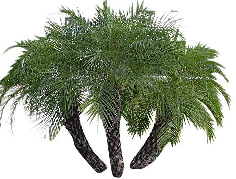 Paquet 10 Graines Phoenix Roebelenii (palmier dattier nain)