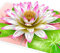 Hartensteler® Pop-Up Karte Weißer Lotus - 3D Weiße Lotus-Karte für Frau, Freundin & Mutter (Geburtstagskarte, Gute Besserung, Danke, Jahrestag)
