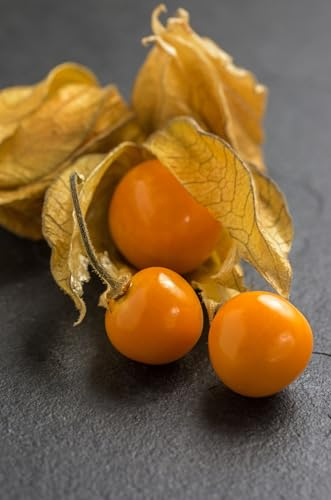 Seedeo® Peruanische Andenbeere Schönbrunner Gold (Physalis peruviana) 50 Samen BIO