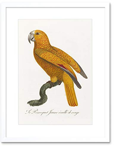 Orange Bird Vintage Illustration Art Print Framed Poster Wall Decor 9x7 inch Vogel Jahrgang Wand Deko