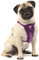 Kurgo TRU-Fit Hundegeschirr, Crash-Test-erprobtes Auto-Sicherheitsgurt, Für Hunde von 2 bis 5 kg, Größe XS, Lila