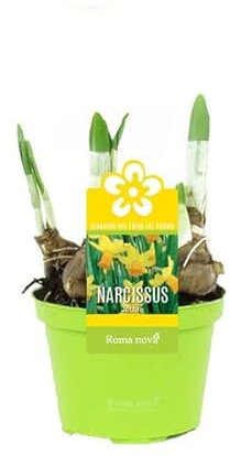 Bulbo de Narciso Amarillo Flor Natural de Exterior Bulbo de Primavera
