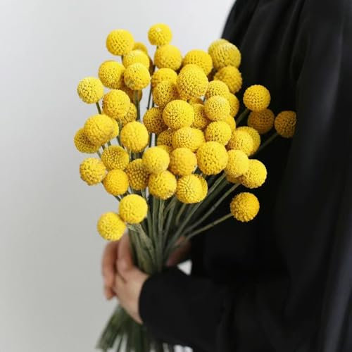 600 pcs samen trommelstöckchen pflanze blumen balkon trommelstock pflanze, winterharte stauden bonsai samen saatgut kräutersamen blumen garten garten geschenk winterharte pflanzen