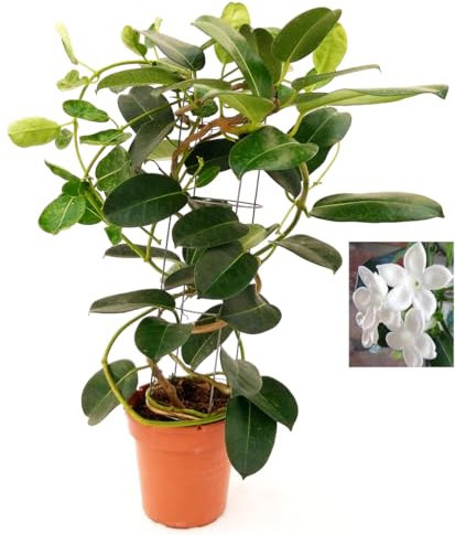 GELSOMINO STEPHANOTIS FLORIBUNDA, ALTEZZA 45CM, IDEALE PER GIARDINI, pianta vera