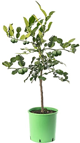 Grande albero di lima kaffir: coltiva il tuo frutto in casa o all'aperto.