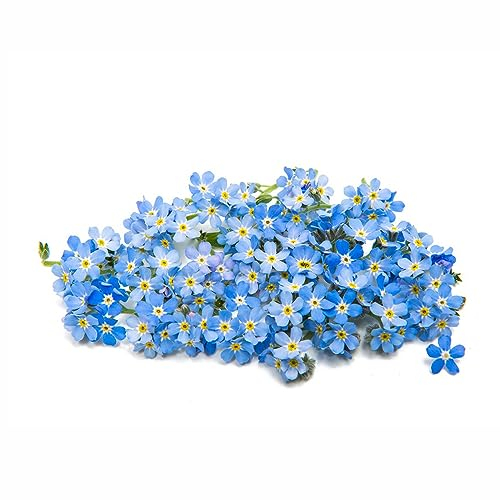 50 Pcs vergissmeinnicht samen im topf - Myosotis alpestris - zimmerpflanzen samen vergiss mein nicht samen, winterharte pflanzen für garten stauden winterhart mehrjährig blumensamen