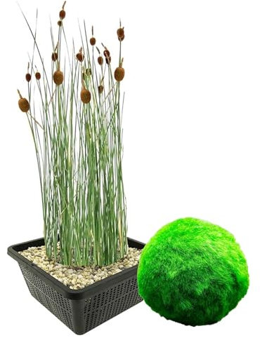 vdvelde.com - Zwergrohrkolben - 4 Stück + 5 Oxygenierende Mooskugeln gegen Algen - - Kombi-Set- 9 Pflanzen- Platzierung: 0 bis -20 cm