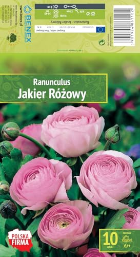 AGRONOM | RANUNKELN - PINK | Mehrjährige Blumenzwiebeln | Rosa Blumen | Werden in Blumengärten, Töpfen angebaut, in blühenden Rasenflächen | 10 Blumenzwiebeln