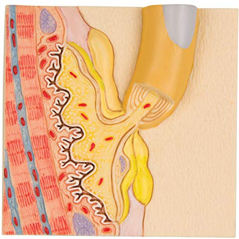 3B Scientific Menschliche Anatomie - Motorische Endplatte