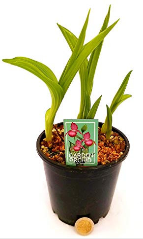 POWERS TO FLOWERS - ORCHIDEA DA GIARDINO CYPRIPEDIUM ROSA, pianta vera