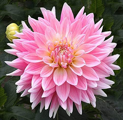 2 Stücke Dahlienzwiebeln auf Teller Knollen Blütenbüschel und das ganze Jahr über zu den großen Blumensträußen im Innenbereich hinzugefügt