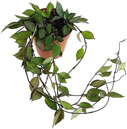 Fangblatt - Hoya krohniana Black Leaves - Porzellanblume mit dunklen Blättern - blühfreudige Wachblume - seltene Zimmerpflanze