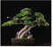 Künstliche Bäume Zypresse Welcome Pine Bonsai Künstlicher Baum Bonsai Künstliche Topfpflanze Indoor Eingang Grün Pflanze Dekoration Chinesische Innendekoration Gefälschte Baum mit Keramik Blumentopf H