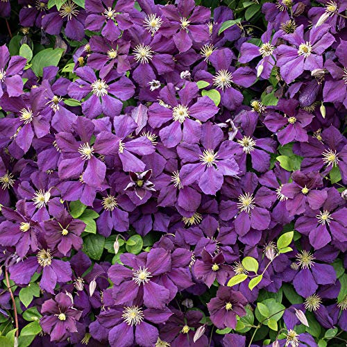 Clematis Jackmanii | Deciduous Large Flowering Garden Vine Climbing Plant in Pot