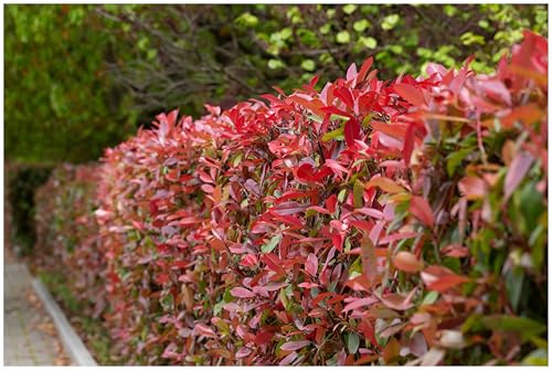 Stauden Gänge 100 x Photinia fraseri 'Red Robin' Rote Glanzmispel | Rote Heckenpflanze für Sonne bis Schatten, Blüte Mai bis Juni, mehrjährig, schnittverträglich, 9x9 cm Topf