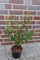 15st. Portugiesischer Kirschlorbeer 80-100cm XXL Buschig im Topf Kirschlorbeer Prunus lusitanica 'Angustifolia' Lorbeer Gartenhecke Sichtschutz