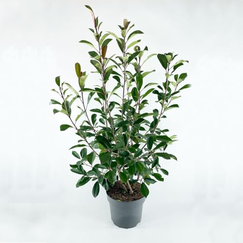 Photinia fraseri 'Red Robin' von Intragarten, Glanzmispel 100-125cm im Topf gewachsen