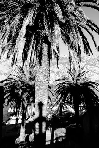 Hexoa Tableau Noir et Blanc Palmiers monténégro Alu - Made in France