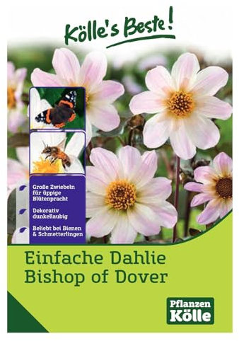 Kölle's Beste Blumenknollen Einfache Dahlie 'Bishop of Dover'