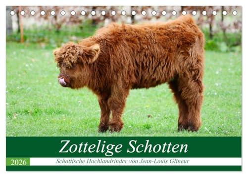 Zottelige Schotten (Tischkalender 2026 DIN A5 quer), CALVENDO Monatskalender: Groß und gutmütig (CALVENDO Tiere)