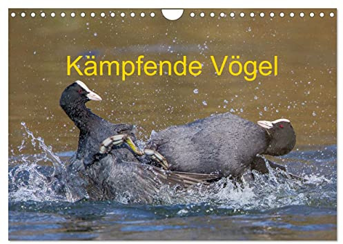 Kämpfende Vögel (Wandkalender 2026 DIN A4 quer), CALVENDO Monatskalender: Actionreiche Aufnahmen von kämpfenden Vögeln (CALVENDO Tiere)