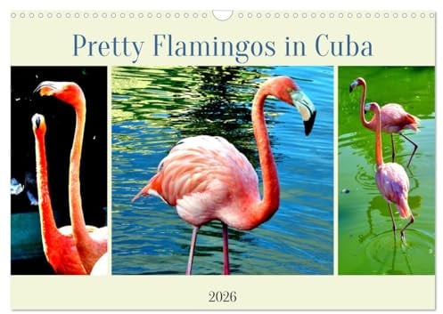 Pretty Flamingos in Cuba (Wandkalender 2026 DIN A3 quer), CALVENDO Monatskalender: Flamingos an der kubanischen Küste (CALVENDO Tiere)