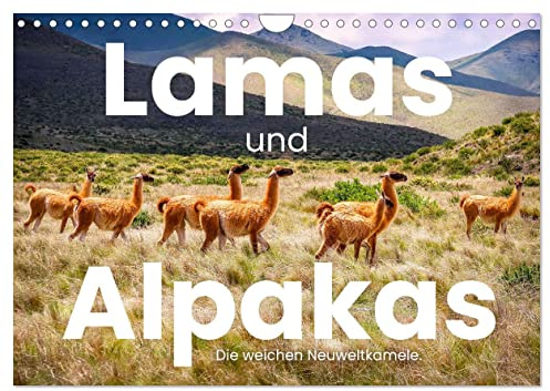 Lamas und Alpakas - Die weichen Neuweltkamele. (Wandkalender 2026 DIN A4 quer), CALVENDO Monatskalender: 12 Aufnahmen der wundervollen Tiere. (CALVENDO Tiere)