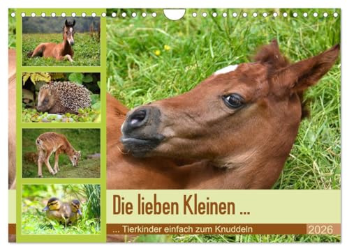 Die lieben Kleinen ... Tierkinder einfach zum Knuddeln (Wandkalender 2026 DIN A4 quer), CALVENDO Monatskalender: Knuddelige Tierkinder - wunderschöne Fotos vom Nachwuchs (CALVENDO Tiere)