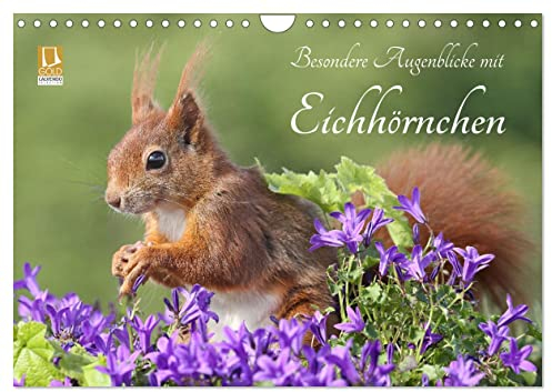 Besondere Augenblicke mit Eichhörnchen (Wandkalender 2024 DIN A4 quer), CALVENDO Monatskalender: Zauberhafte Bilder von kleinen Fotostars (CALVENDO Tiere)