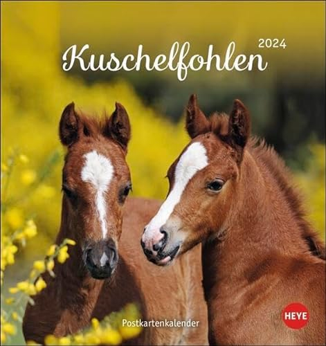 Kuschelfohlen Postkartenkalender 2024. Ein kleiner Kalender voll unbeholfener Fohlen zum Dahinschmelzen. Postkarten-Tischkalender, der die Herzen von Pferde-Freunden höher schlagen lässt.