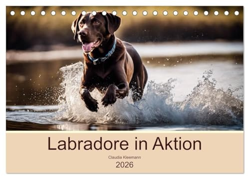 Labradore in Aktion (Tischkalender 2026 DIN A5 quer), CALVENDO Monatskalender: Glückliche Labrador Retriever beim Spiel beobachtet (CALVENDO Tiere)