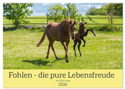 Fohlen - die pure Lebensfreude (Wandkalender 2026 DIN A2 quer), CALVENDO Monatskalender: Diese Pferdekinder sind voller Kraft und Energie (CALVENDO Tiere)
