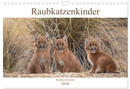 Raubkatzenkinder (Wandkalender 2026 DIN A4 quer), CALVENDO Monatskalender: Bezaubernde Bilder von kleinen Raubkatzenbabies (CALVENDO Tiere)
