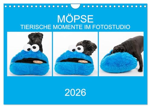 MÖPSE - tierische Momente im Fotostudio (Wandkalender 2026 DIN A4 quer), CALVENDO Monatskalender: Möpse im Fotostudio fotografiert (CALVENDO Tiere)