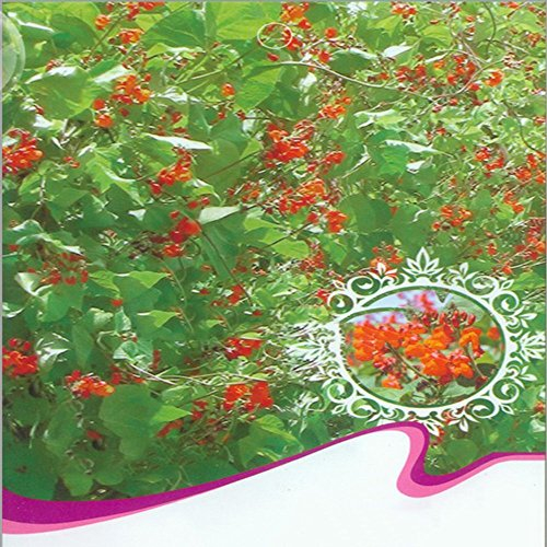 Bohne, Käferbohnen, Blume, 15 SEEDS! Groco. #