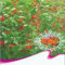 Bohne, Käferbohnen, Blume, 15 SEEDS! Groco. #