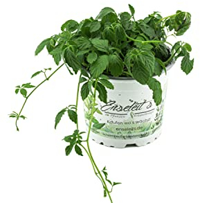 Jiaogulan Pflanze Gynostemma pentaphyllum vegetativ durch Steckling vermehrt Kraut der Unsterblichkeit