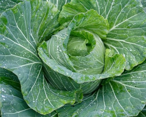 Cabbage Plants, 'Spring Greens', 12 x Plug Plant Pack, Cabbages, Grow Your Own, Garden Veg, Garden Ready and Ready to Plant, Premium Quality Vegetables