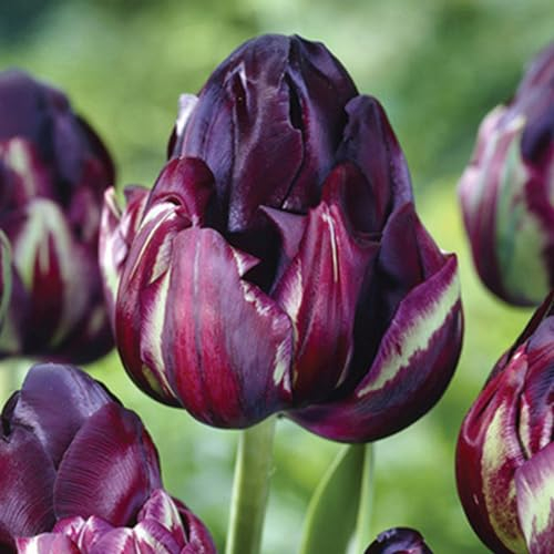 Winterhartes Pflanze,Zwiebeln,Tulpen zwiebeln,Perfekte Schnittblumen,Tulpen von großem Zierwert,Seltene Pflanzen,Natürlich,Lebende Pflanzen-25 Zwiebeln-E