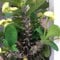 500 pcs Christusdorn Zimmerpflanze Samen gartenblumen balkonpflanzen winterhart Euphorbia milii Bienenfreundliche Blumensamen, Garten Geschenk blumenwiese samen mehrjährig winterhart